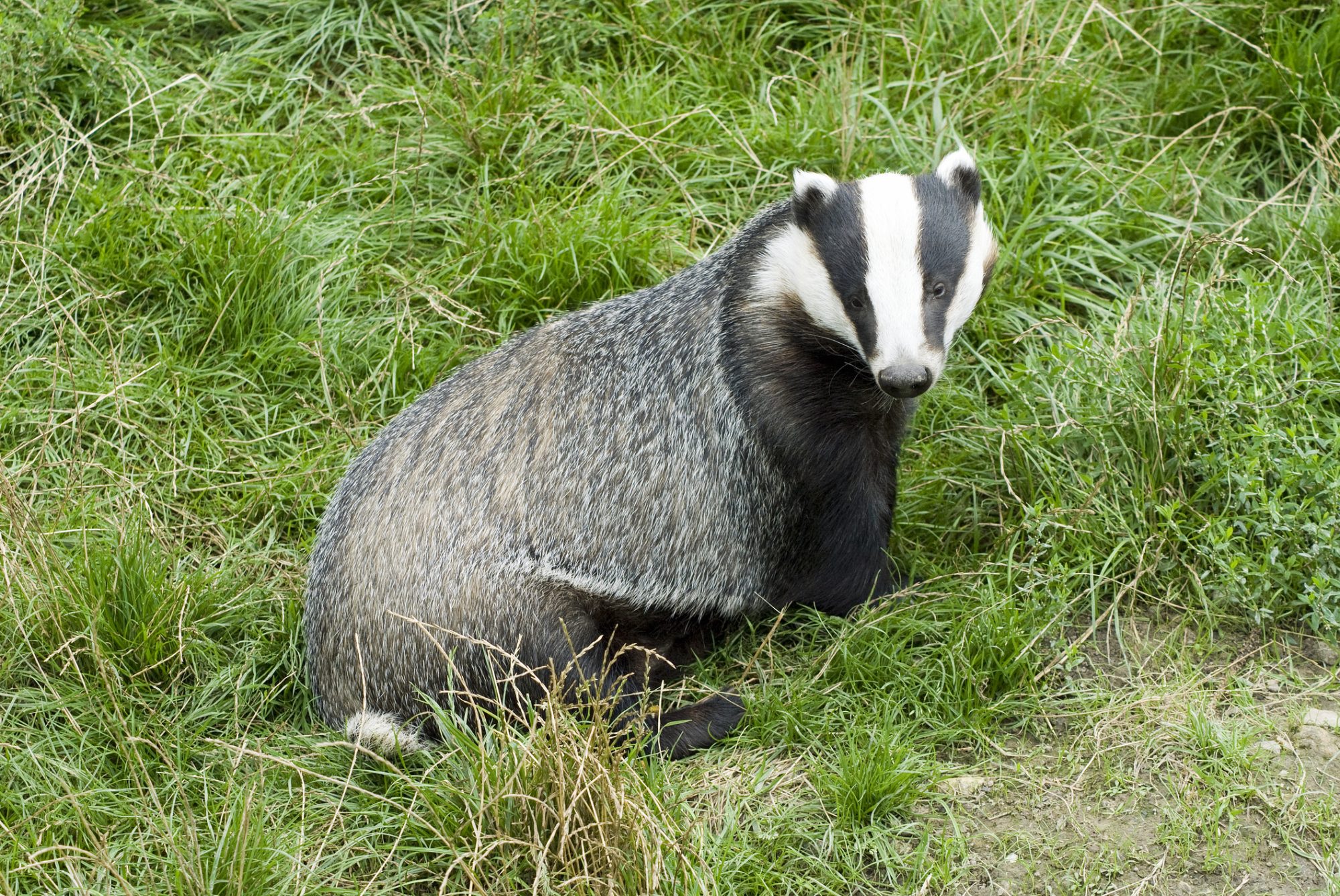 Badger out for an evening stroll