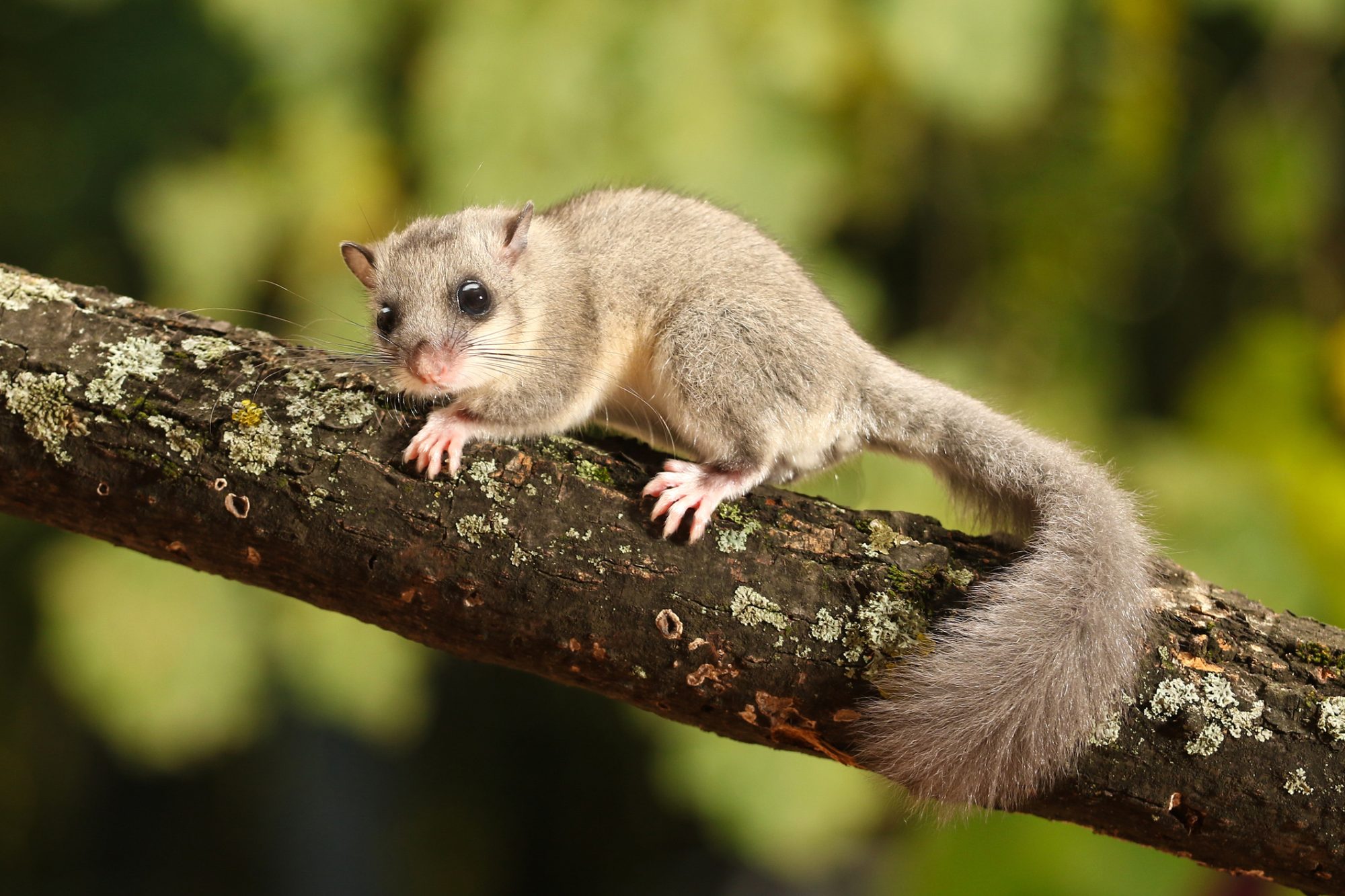 Cute Edible dormouse, Glis glis on the branch