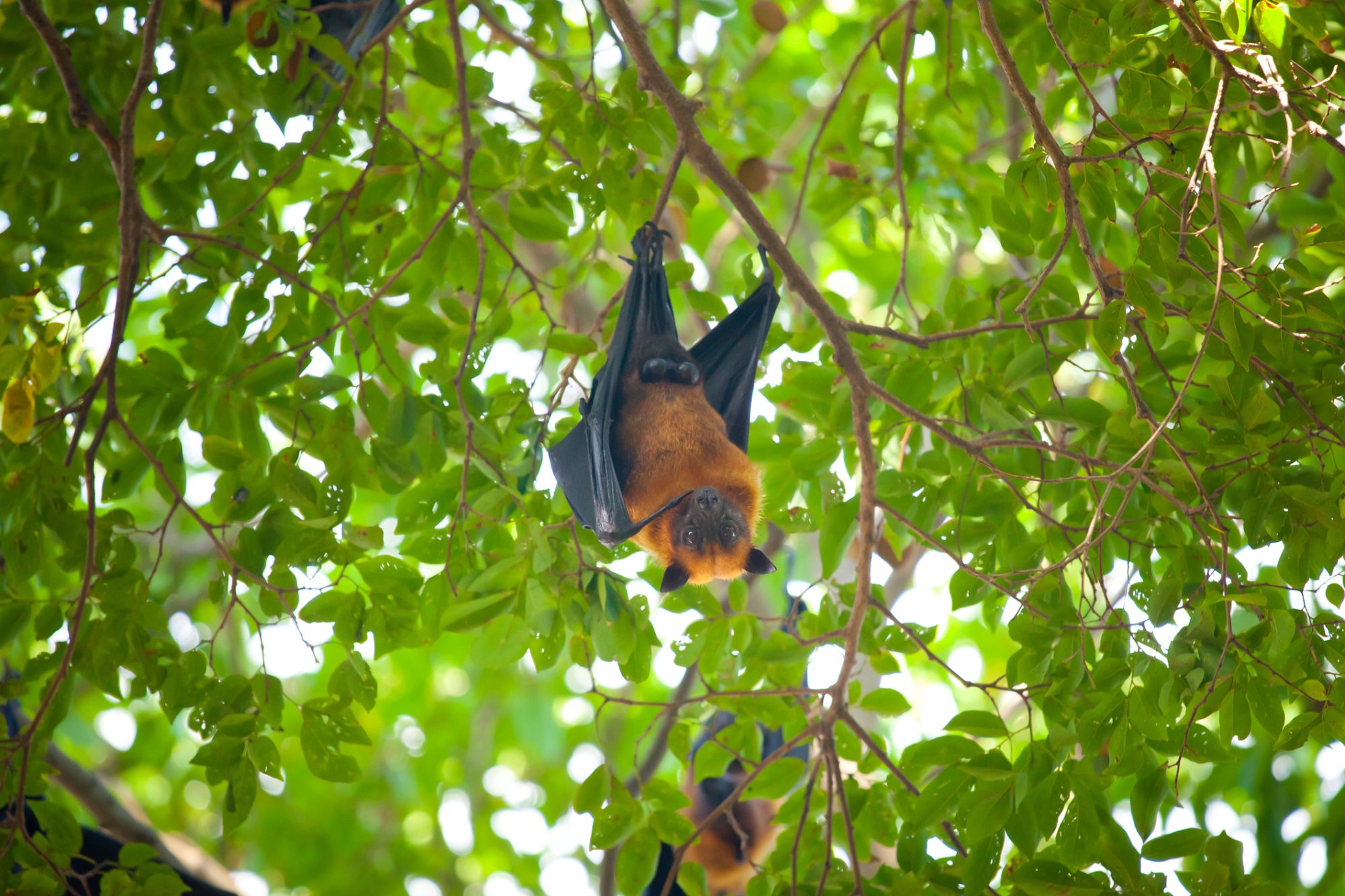 a bat hang on tree branches