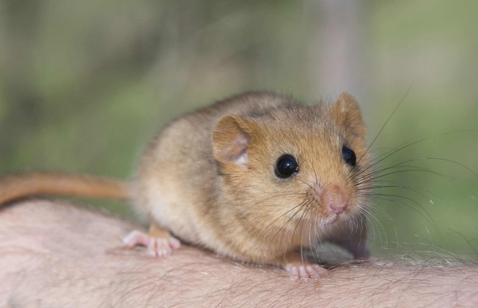 Dormouse sits on the human hand. Dormice are small rodents and mostly found in Europe.