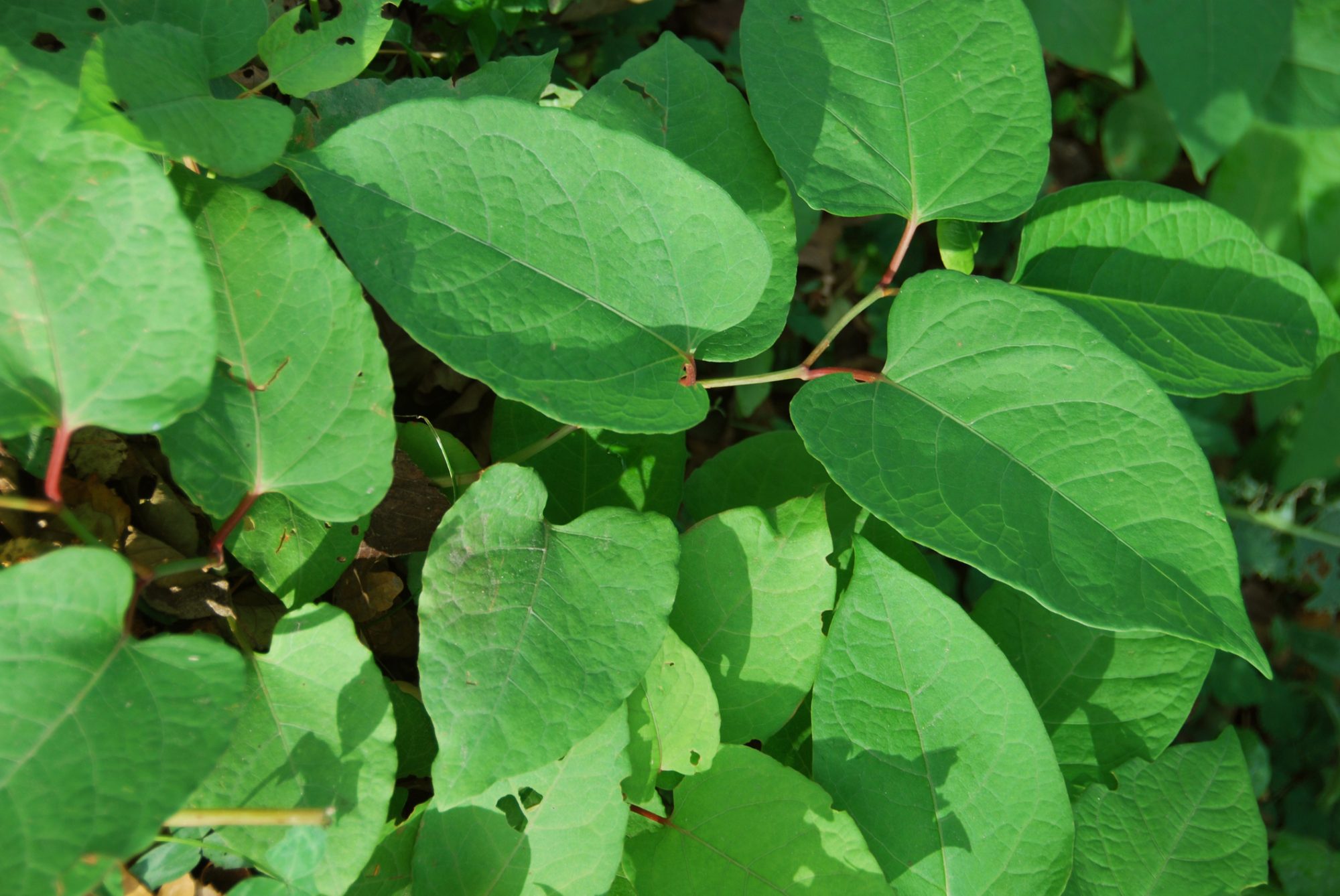 Invasive plant Japanese knotweed is now widespread and impossible to remove