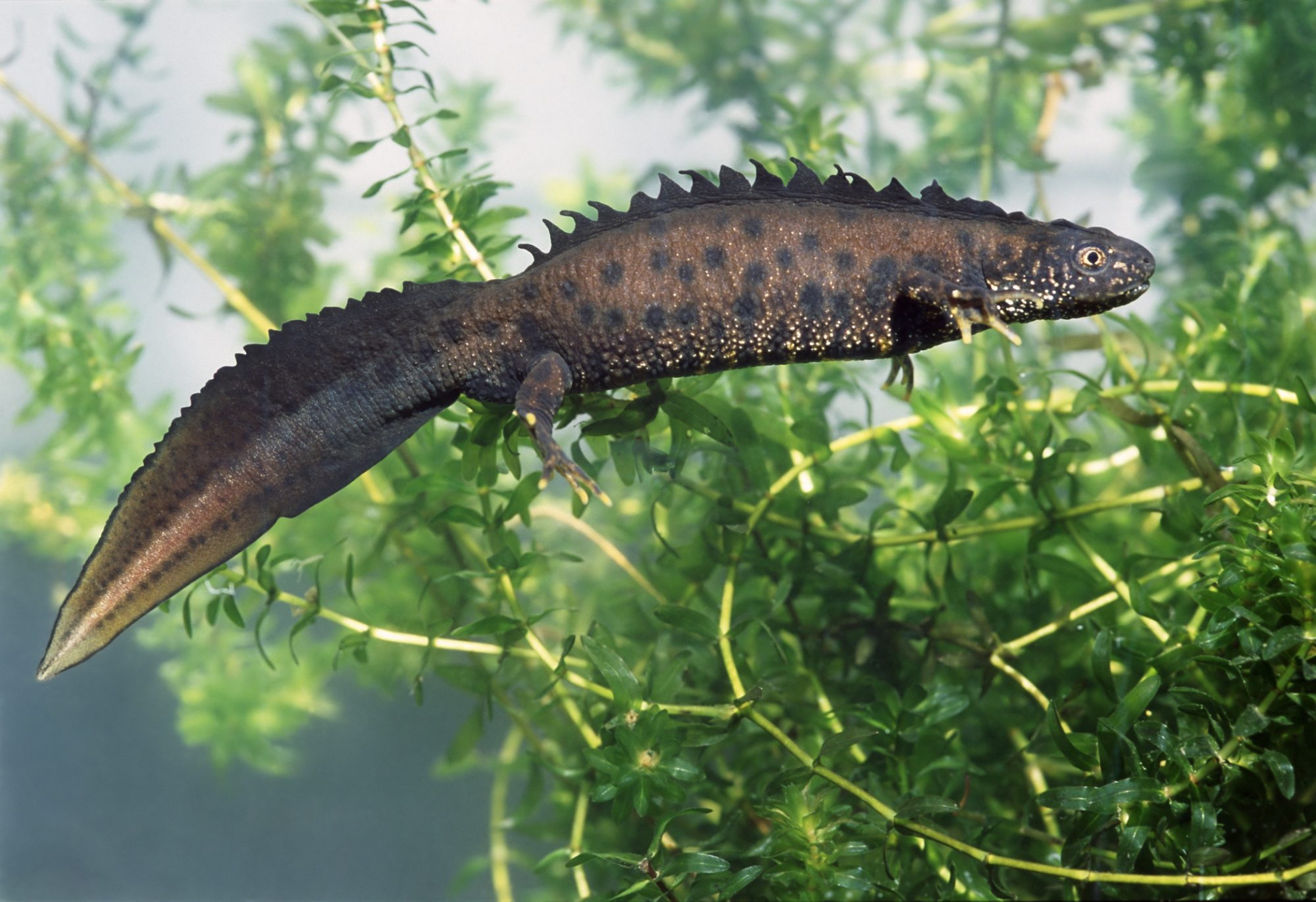 Male of Great Crested Newt (Triturus cristatus). His skin s color and crest is typical for breeding time.