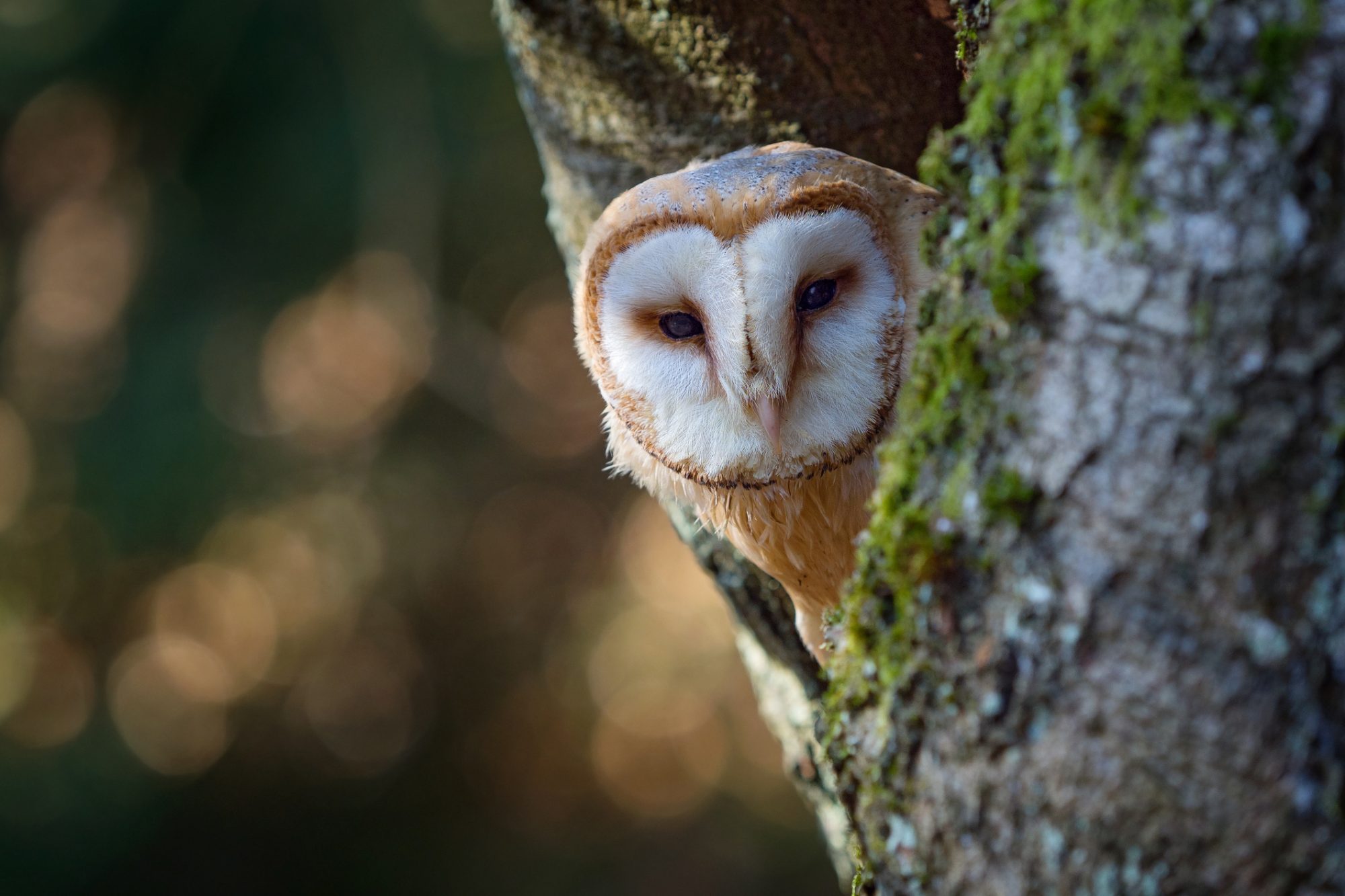 Evening with bird. Barn owl sitting on tree trunk at the evening with nice light near the nest hole. Wildlife scene from nature.